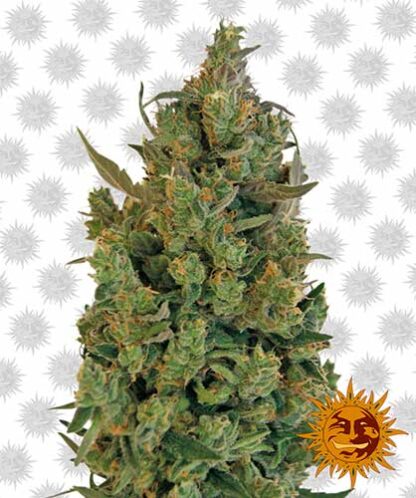 Blueberry Cheese indoor outdoor indica extra large