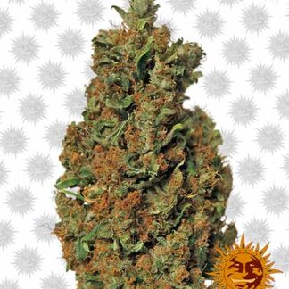 red diesel barneys farm indica sativa indoor outdoor serra xl