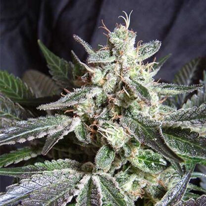 black jack F1 sweet seeds fast version