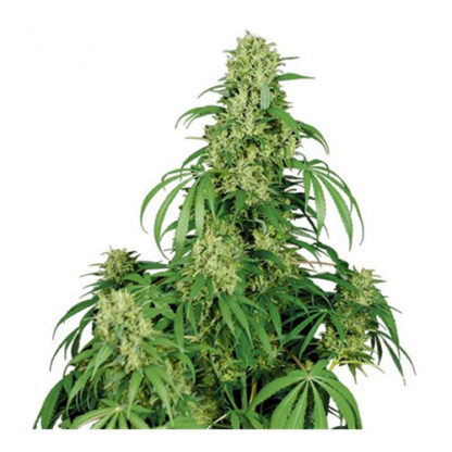 calamity jane auto buddha seeds