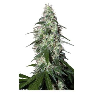 pulsar buddha seeds