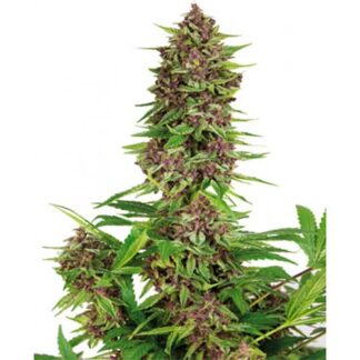 purple kush buddha seeds