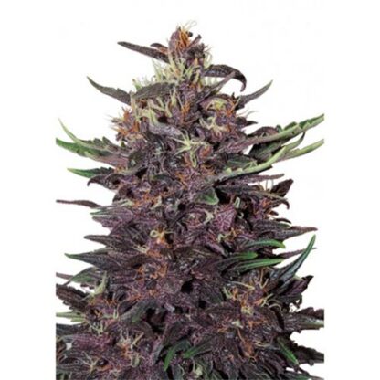 purple kush auto buddha seeds