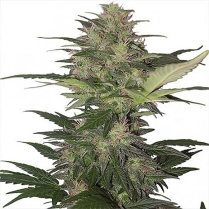 red dwarf auto buddha seeds