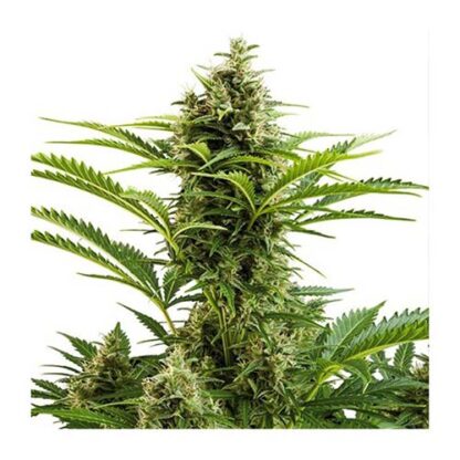 vesta auto buddha seeds