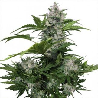 white dwarf auto buddha seeds