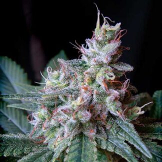 cream caramel f1 sweet seeds fast version