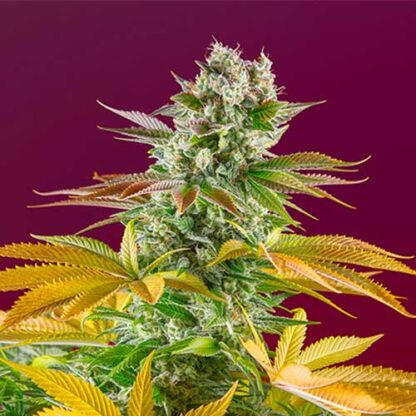 gorilla girl f1 fast version sweet seeds