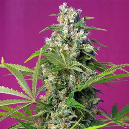 gorilla girl sweet seeds