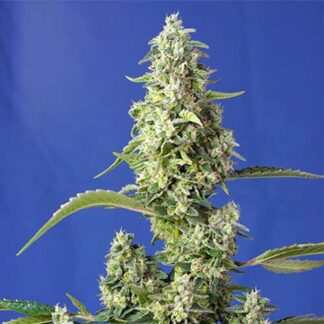 Gorilla Girl XL Auto sweet seeds giardino di grace