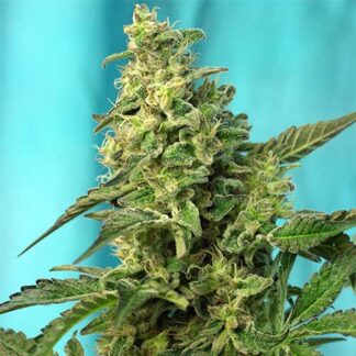 green poison f1 sweet seeds