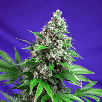 killer kush f1 fast version sweet seeds