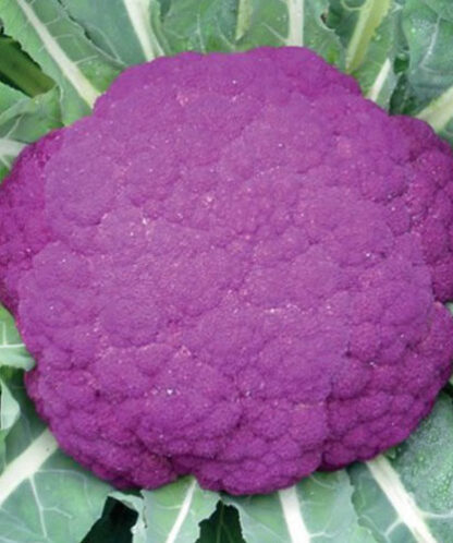 Cavolfiore Violetto di Sicilia semi