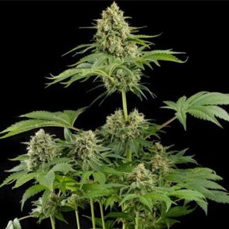 moby dick dinafem seeds femminizzato