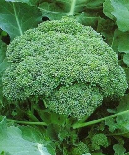 cavolo broccolo calabrese precoce semi