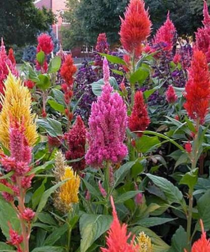 celosia plumosa alta miscuglio semi