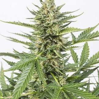 cheese xxl auto dinafem seeds