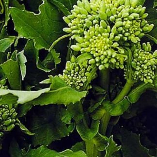 cima di rapa di marzo