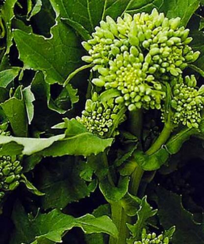 cima di rapa di marzo