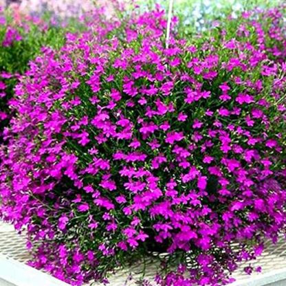 lobelia nana miscuglio semi