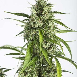 white widow xxl auto dinafem seeds