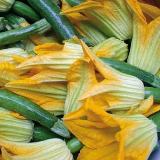 zucchino da fiore semi