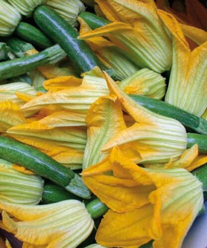 zucchino da fiore semi