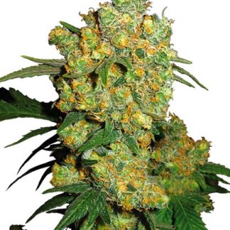 semi di big bud femminizzati sensi seeds