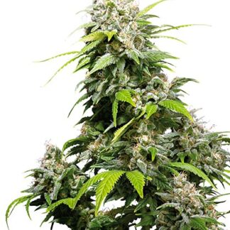 semi di california indica femminizzati sensi seeds