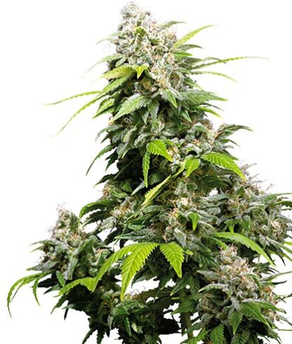 semi di california indica femminizzati sensi seeds