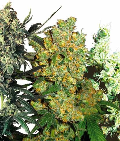 feminized mix sensi seed mix di semi femminizzati