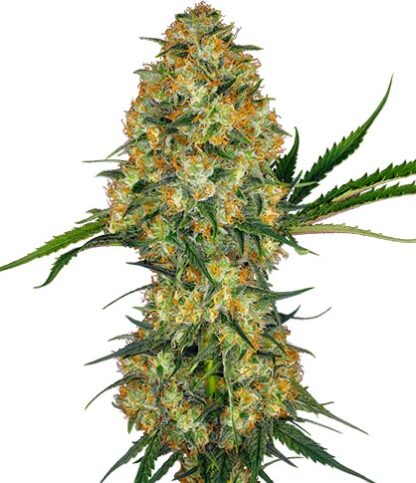 semi di hindu kush femminizzati sensi seeds