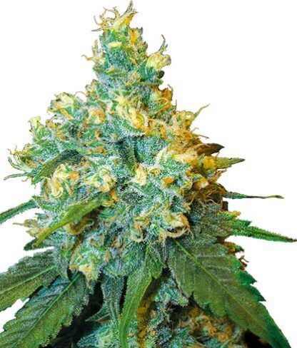 semi di jack herer femminizzati sensi seeds