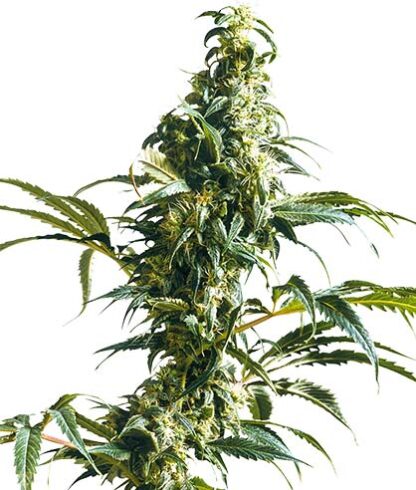 semi di mexican sativa femminizzati sensi seeds