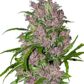 semi di purple bud autofiorenti white label