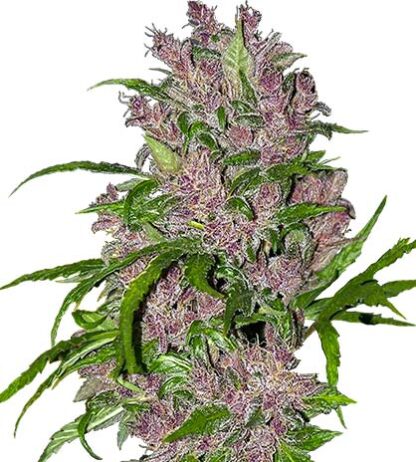 semi di purple bud autofiorenti white label