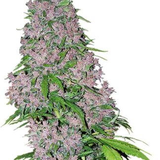 semi di purple bud femminizzati white label