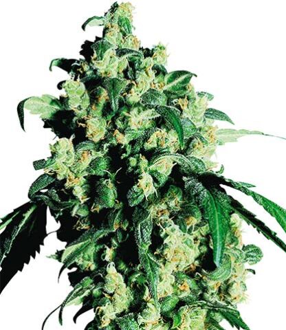 semi di super skunk femminizzati sensi seeds