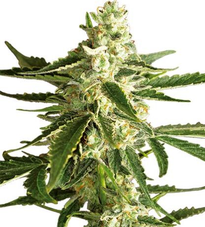 semi di white diesel haze autofiorenti white label