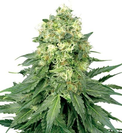 semi di white widow femminizzati white label