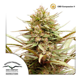 cbd compassion dutch passion semi di canapa