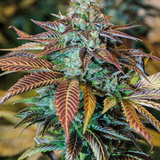 Lemon Kush Headband humboldt seeds organization semi di canapa