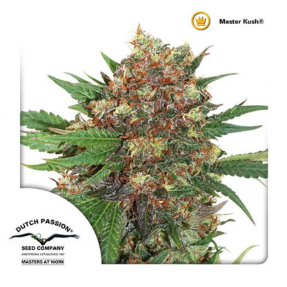 master kush semi di canapa dutch passion