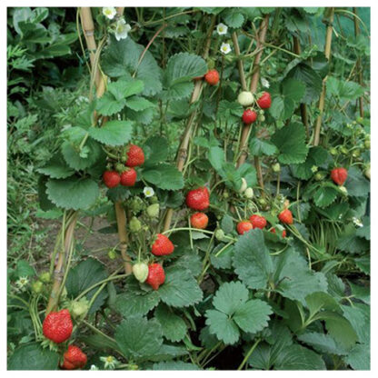 vaso pianta di fragola rampicante mount everest ingegnoli