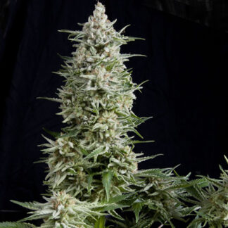 amnesia gold fem pyramid seeds