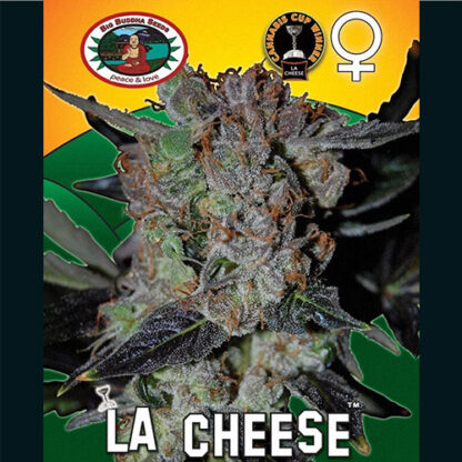 LA cheese fem Big Buddha Seeds