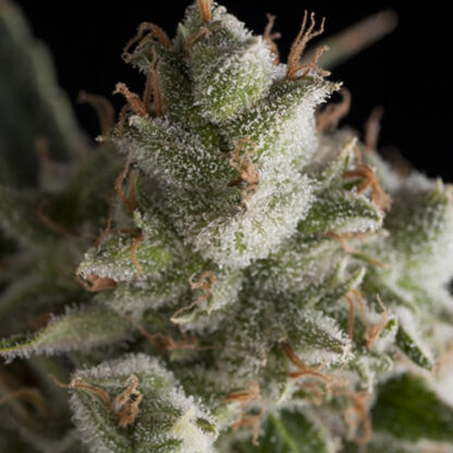 fresh candy fem pyramid seeds