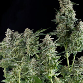 northern lights pyramid seeds