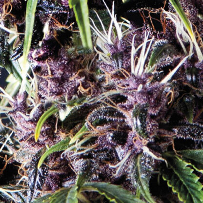 auto purple pyramid seeds