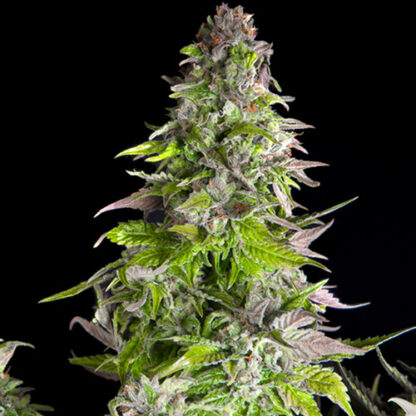 romulan fem pyramid seeds